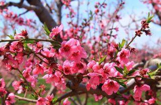 三月桃花开,付费下载测试文章 - Haida(嗨达)主题演示